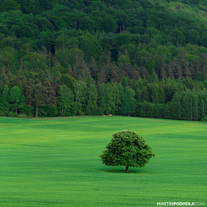 The Tree (Czech Republic)